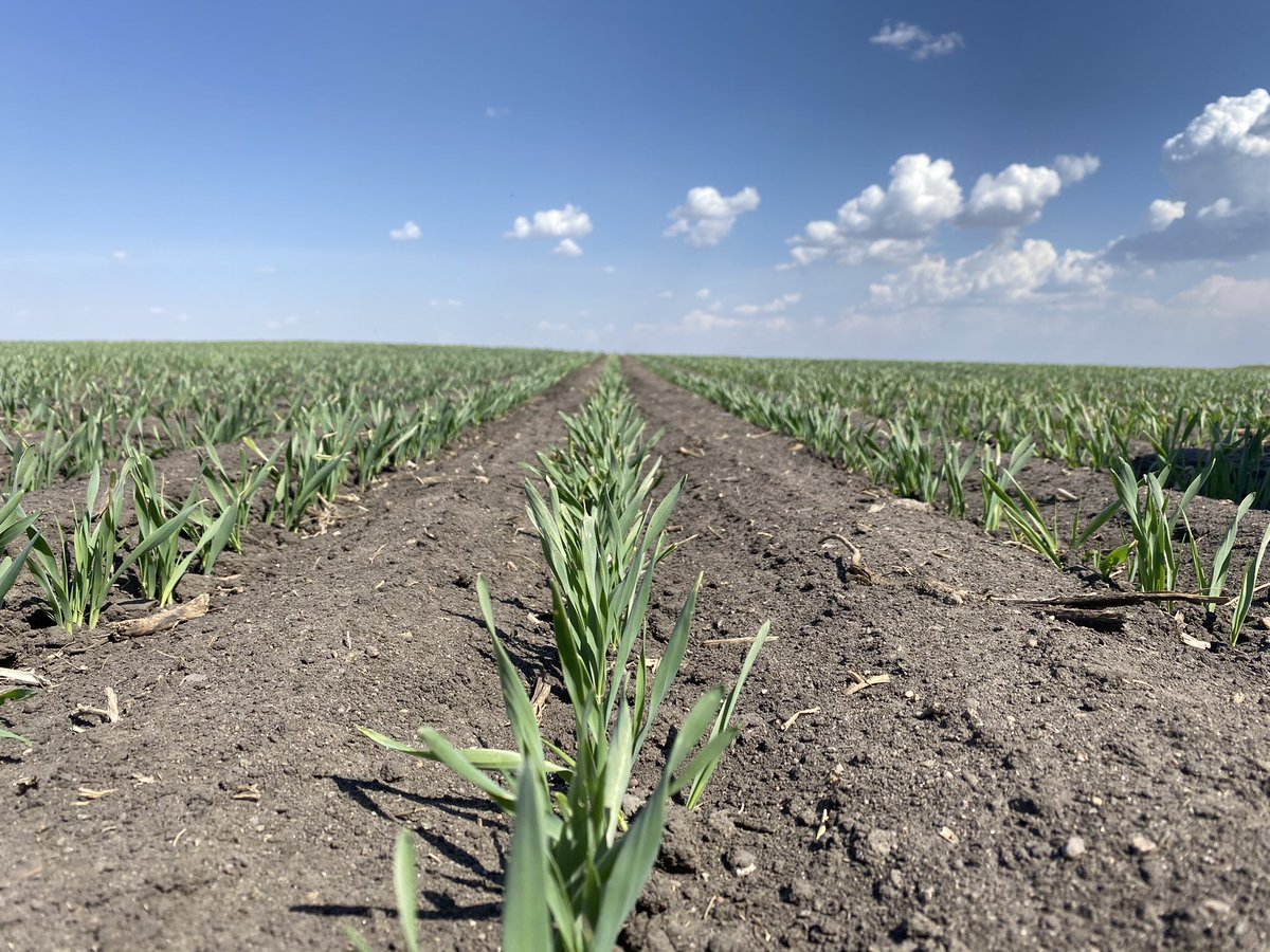 Sun is shining as we enter the final stretch of #plant2021.  Big thanks to a great team and amazing partners ensuring a smooth planting season.  Stay safe out there and hoping we all catch some timely rains in the near future.  #growingourfuture   <a href="/SureGrowth_SGS/">Sure Growth Solutions Inc.</a> <a href="/aberhartfarms/">@AberhartFarms</a>