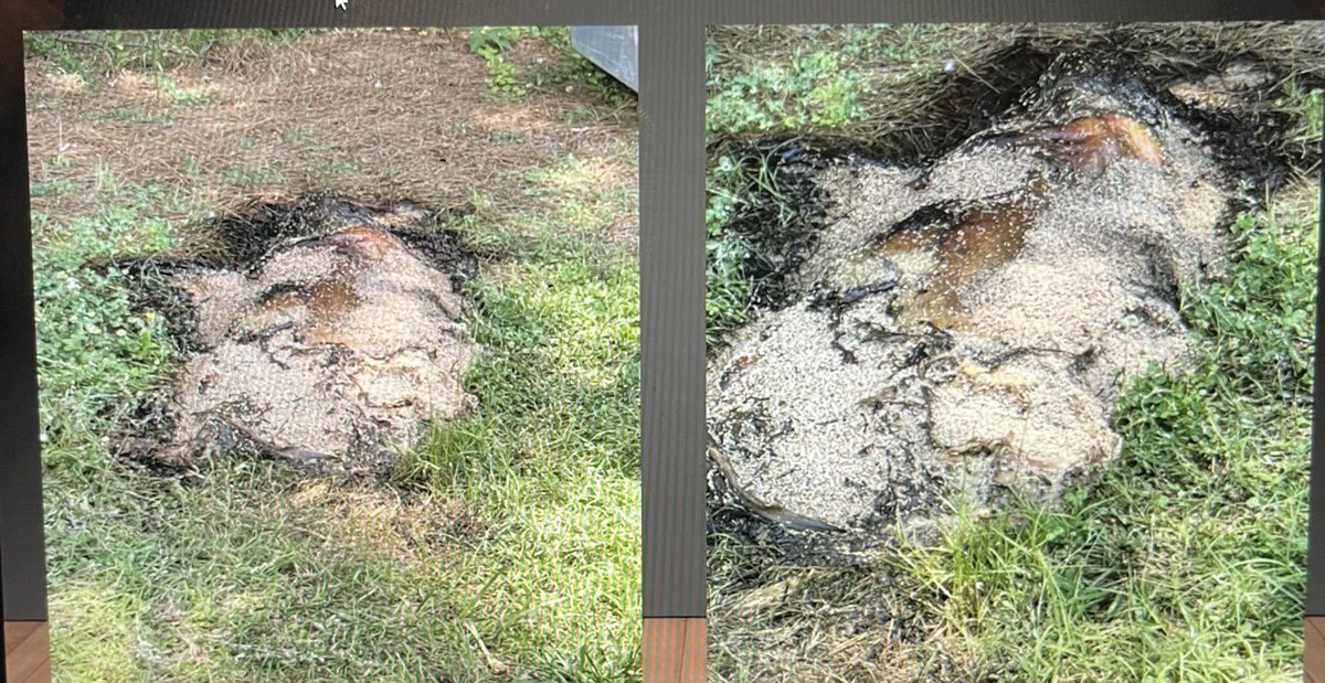 Super interesting forensics class today with Jay Basinger. He shared his expertise in forensics entomology. @NCCyberAcademy1 <a href="/nceduc8r/">Chris Vecchione</a>