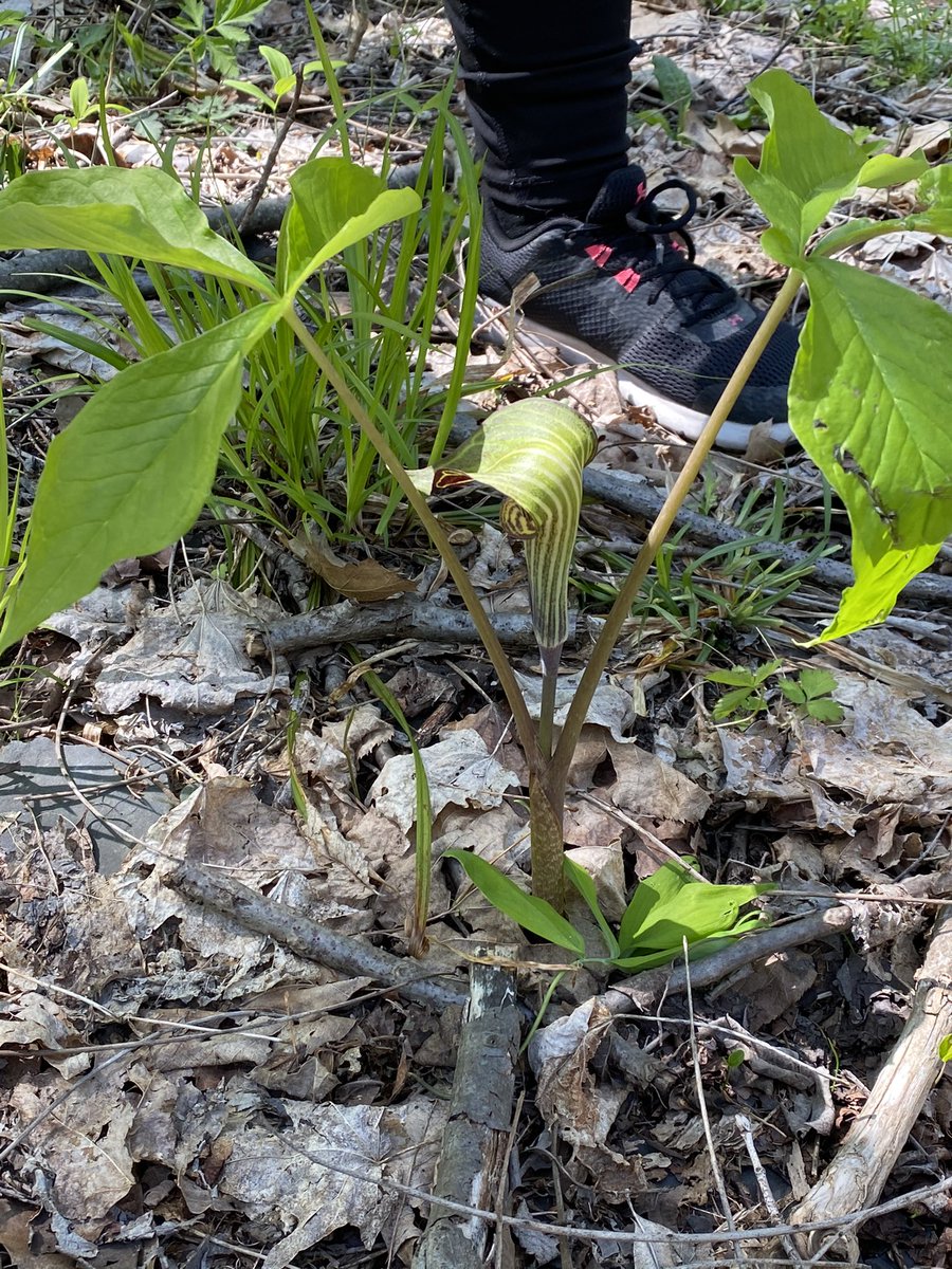 ARobScience's tweet image. Great day for AP Bio Ss at Taughannock Falls. We calculated Simpson’s biodiversity index in two locations and saw a nice Jack in the Pulpit and some fiddleheads along the way. #MWTweets #PR1DEinthePaw