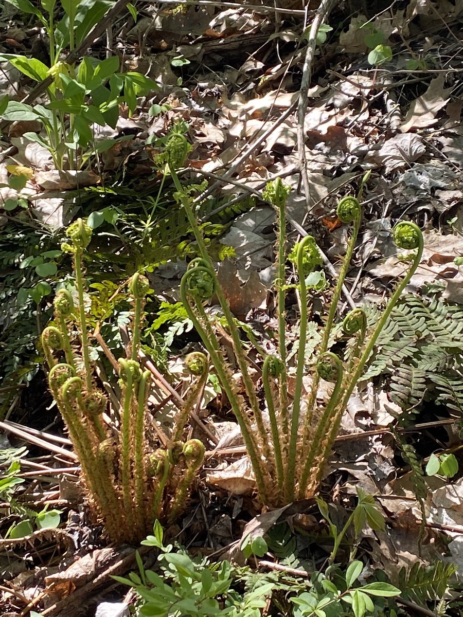 ARobScience's tweet image. Great day for AP Bio Ss at Taughannock Falls. We calculated Simpson’s biodiversity index in two locations and saw a nice Jack in the Pulpit and some fiddleheads along the way. #MWTweets #PR1DEinthePaw