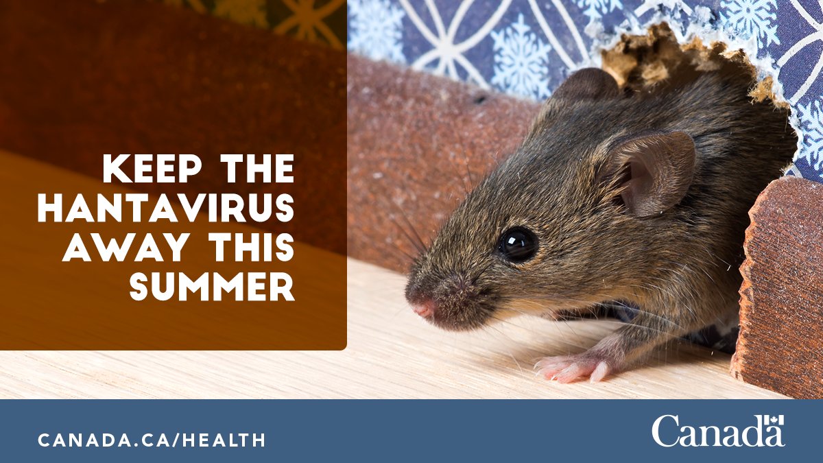 Health Canada and PHAC on Twitter "See signs of rodent activity