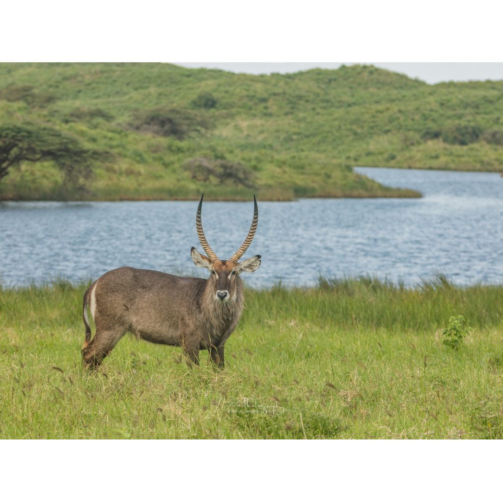 pchozza's tweet photo. Waterbuck photographed in Arusha National Park
. #africanimals #BBCWildlifePOTD #AfricaGeoPhoto #celebrateafrica #arushanationalpark #planetdaily #arusha #earthcapture #wildlifeafrica #serengeti #secretafrica #africanwanderlust #tanapa #wildlifephotography #arusha https://t.co/XpCcOYgDeh