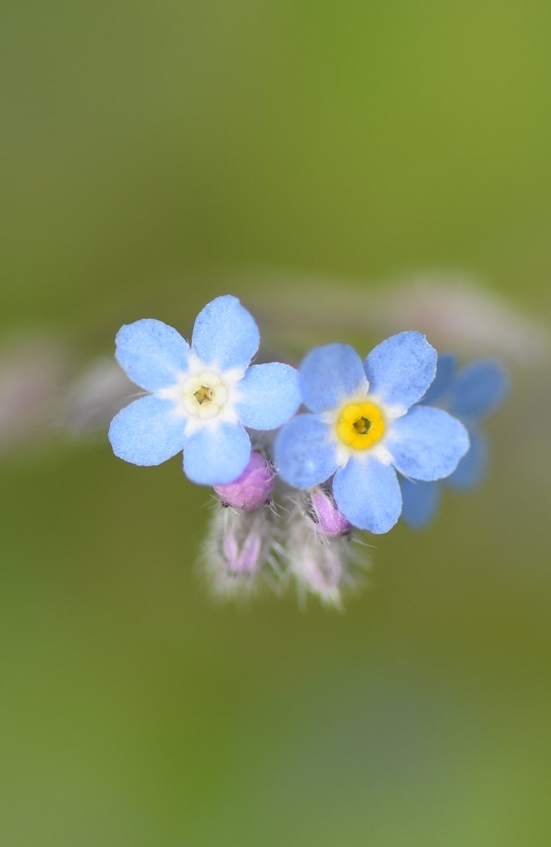 Leif Bersweden Forget Me Not Fun Fact The Yellow Ring At The Flower S Centre Fades To White After Pollination Signalling To Insects There S No More Nectar T Co 5l5lpuubxq