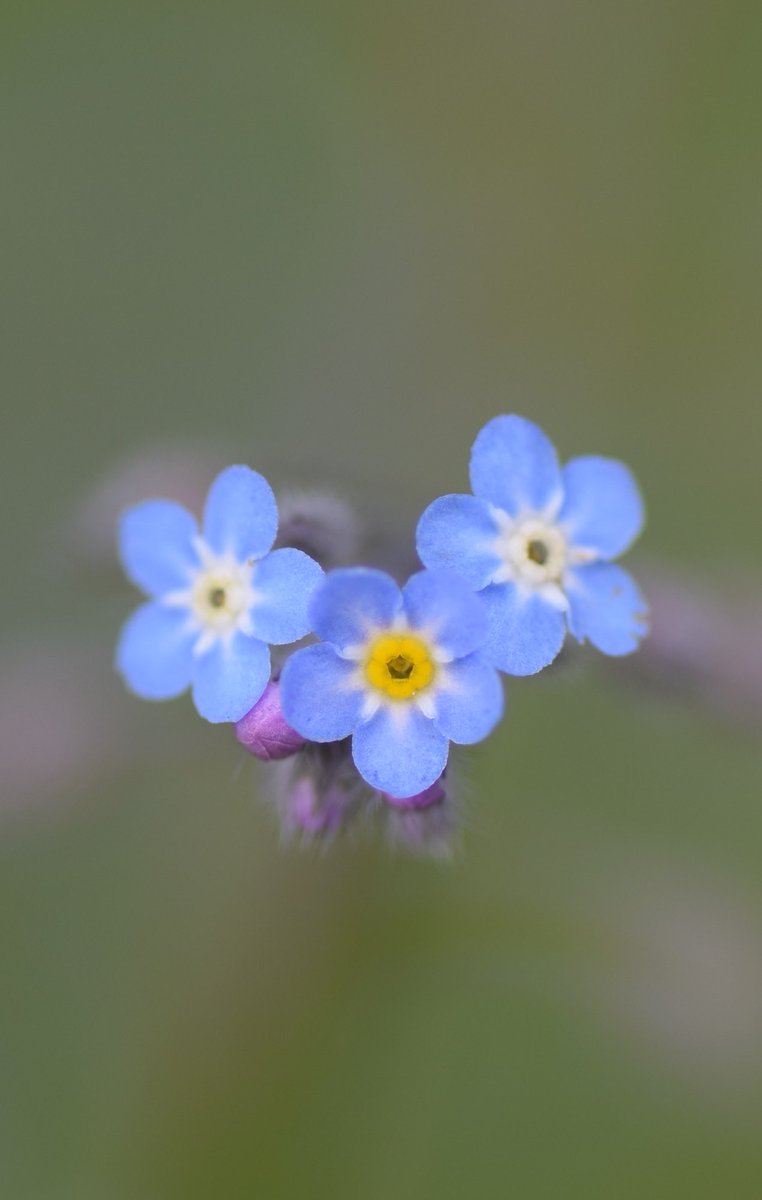 Leif Bersweden tweet media