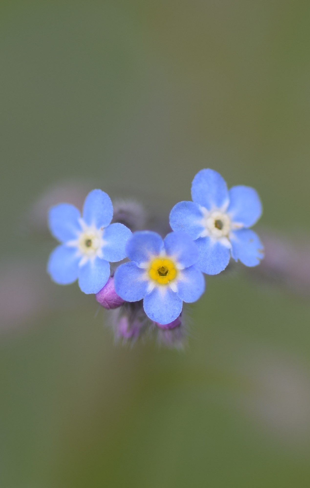 Leif Bersweden Forget Me Not Fun Fact The Yellow Ring At The Flower S Centre Fades To White After Pollination Signalling To Insects There S No More Nectar T Co 5l5lpuubxq