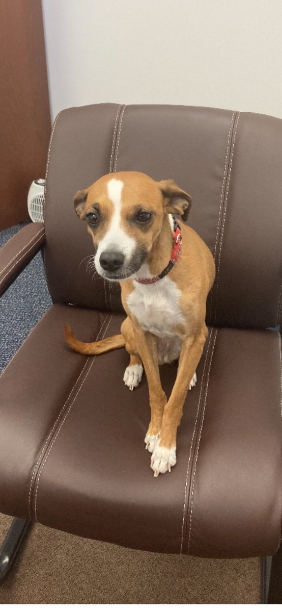jeffvukovich's tweet photo. Team member spotlight time! This month we’re featuring Frenchie!.  

Frenchie is a valuable asset to our agency she shows up everyday with a wag in her tail and kiss to give.  If you ever stop by you'll be sure to get a warm welcome from Frenchie! https://t.co/QjxNRyfit6