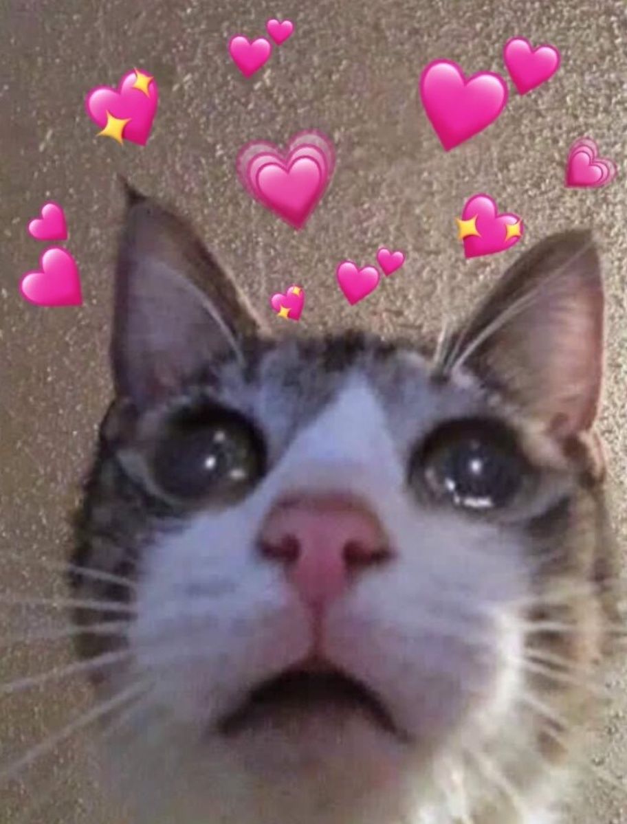 Милый котик с сердечками. Котик с сердечком мем. Кот с сердечками в глазах. Коты с сердечками. Кошечка с сердечком.