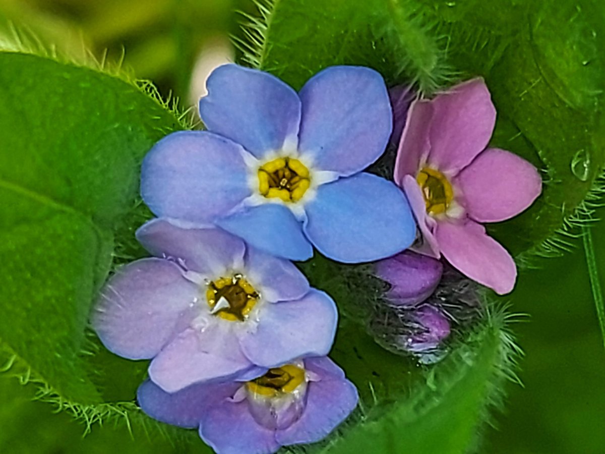 Leif Bersweden Forget Me Not Fun Fact The Yellow Ring At The Flower S Centre Fades To White After Pollination Signalling To Insects There S No More Nectar T Co 5l5lpuubxq