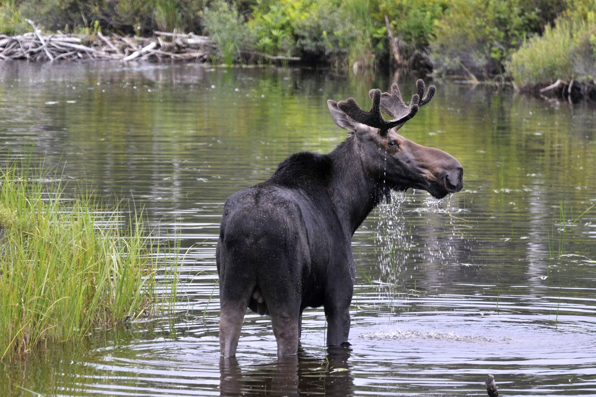 Ready for a moose-watching adventure? Check out our downloadable guidebook for inspiration.    

themainehighlands.com/travel-planner/  

Photo by Mary Sue Henszey