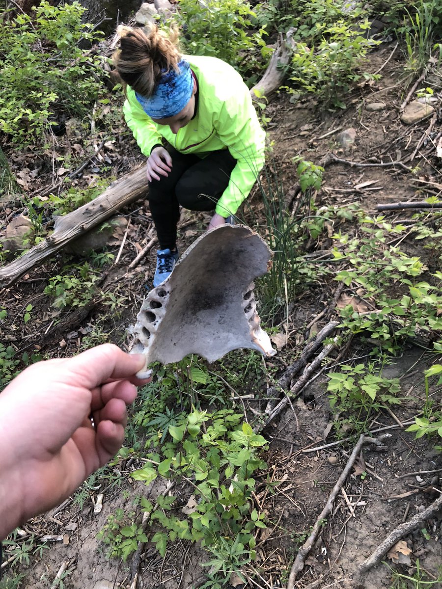 yankcanuk's tweet photo. @ChemicalFire @kcmunoz_ I got my wife a #bonebox subscription so she would stop bringing home random bones from the woods, it didn’t work https://t.co/J1t0jJMHd9