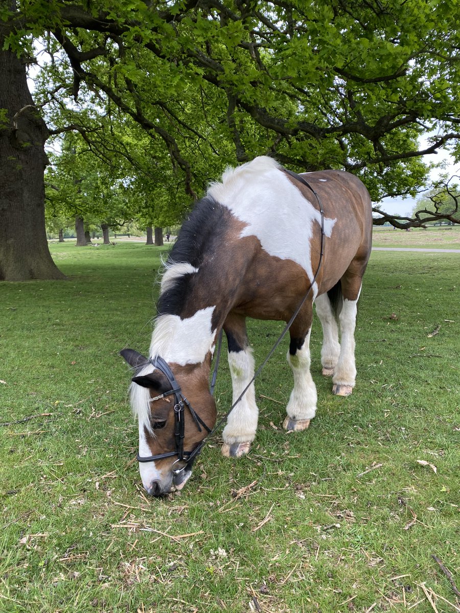 Park Lane Stables tweet media