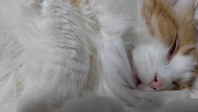 なんか夢でメッチャ怒ってるんですけど 