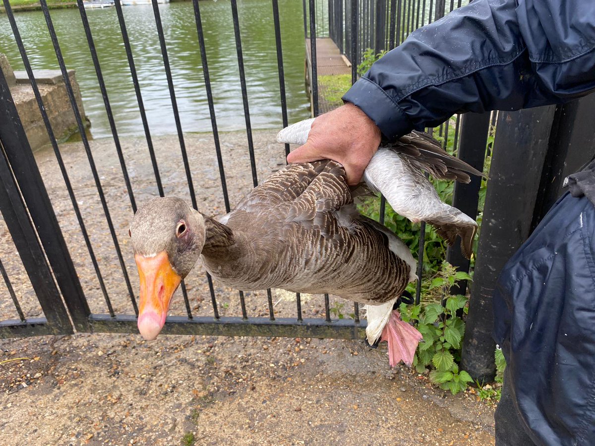 SwanSupport tweet media