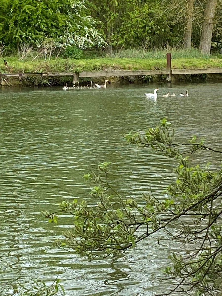 SwanSupport tweet media