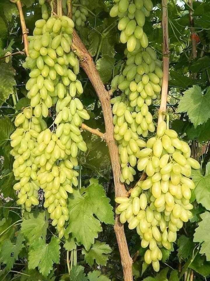 VishalDungdung1's tweet photo. Humus is powerful stuff, and a tiny amount can produce a huge measurable result in Jharkhand. @nisha_singhmarr @icarindia #agriculture @Badal_Patralekh #agritech @USDA @AgriGoI @GreenRevolutio5 #greenpanel @AgMuseum @mbhajantri @Priyankameena64 @GladsonDungdung @nature_org https://t.co/iplx19opki