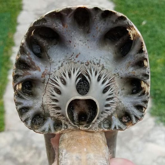 ArtBioCollab's tweet photo. More Ammonite Fossil Fractals  —Check out the structural #fractals inside a fossilized #ammonite shell (Madagascaran Argonauticeras besairei), via Pep Juárez Ruiz @NitePep. #FractalFriday #FossilFriday https://t.co/22Wj1mNnBb