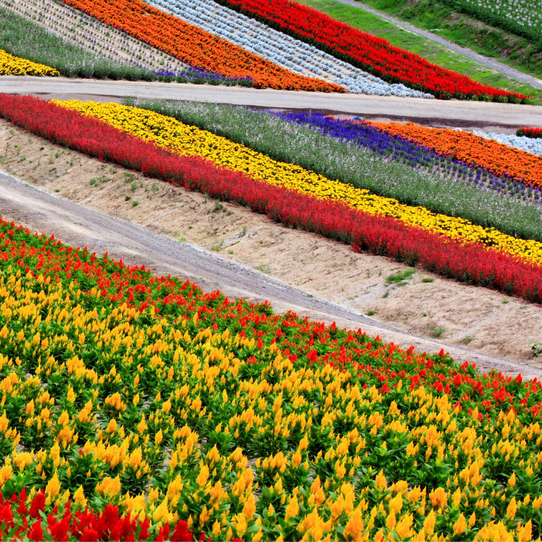 Tokonomics tweet media