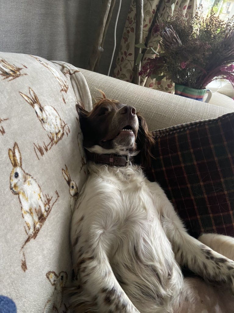 @Sbl2Sharron @1JamieMcDermott Thank you for your nomination @Sbl2Sharron Day 1: Evening posting. Harris, my daft Springer Spaniel, is clearly tired. Must be all the pigeon & squirrel chasing. Next up, @MariaRenwick3. Care to share a different view of your life for 7 days and nominate others to do the same?