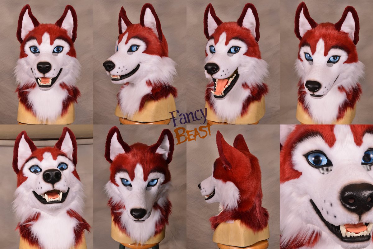 fancybeastsuits's tweet photo. Oh! Who is this fluffmuffin?!  Meet @HunterHusky!  It's been a rough year and I am crazy proud of how this hoosk turned out, a handsome and happy guy! 💕 https://t.co/S7cpGsAnZM
