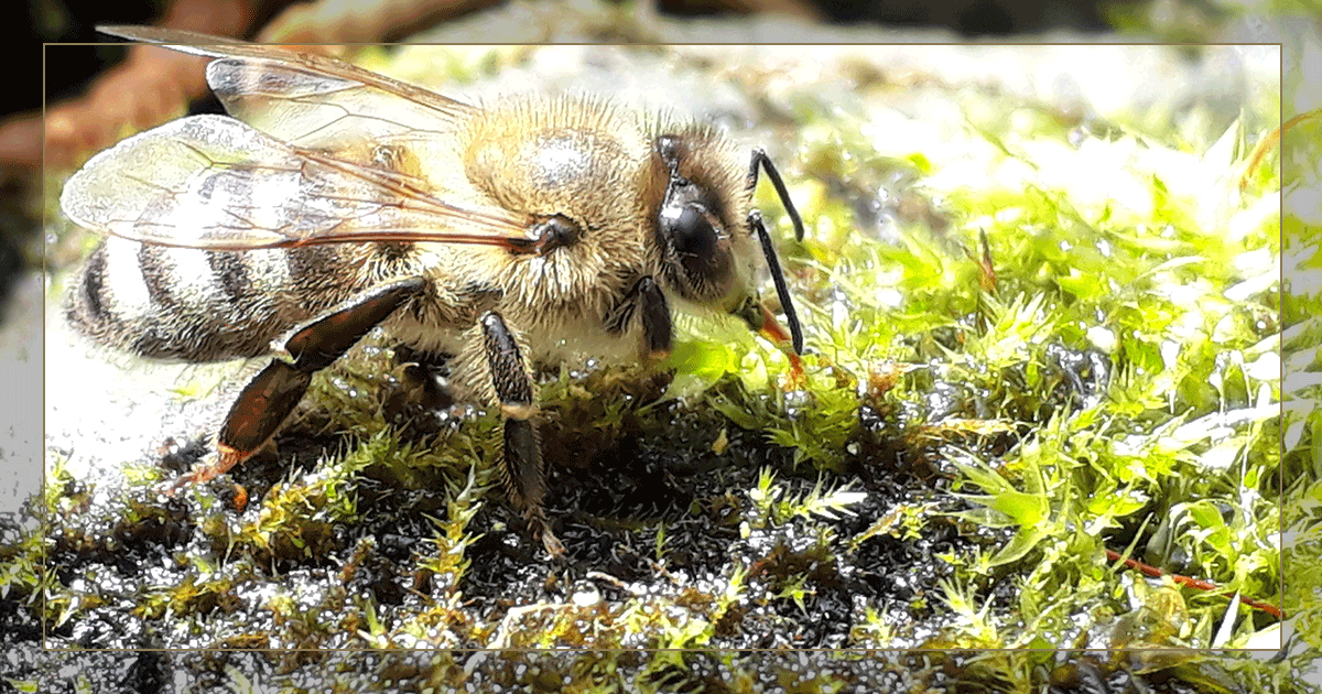 Imker_Frank's tweet photo. 🐝 13.05.2021, 17°C Im Garten am Mückenzuchtbecken. Die Hübsche ist durstig.  
#imker #bienen https://t.co/BLZ4slJWj9