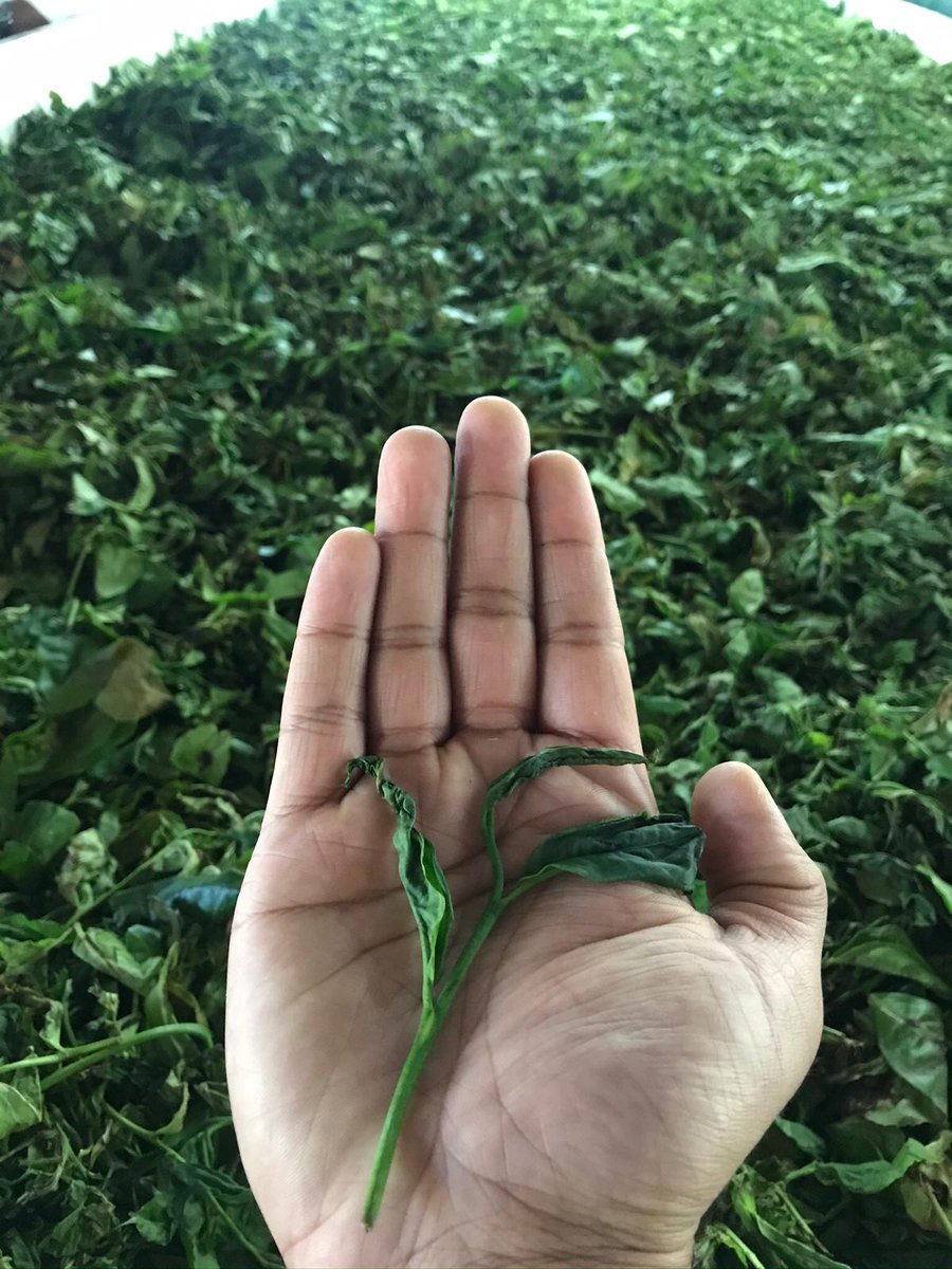 PMDTea's tweet photo. Idalgashinna Estate Organic Tea | Save 20%. Up to £5 - https://t.co/rizu8JIpqI https://t.co/ePDXsKeF7f