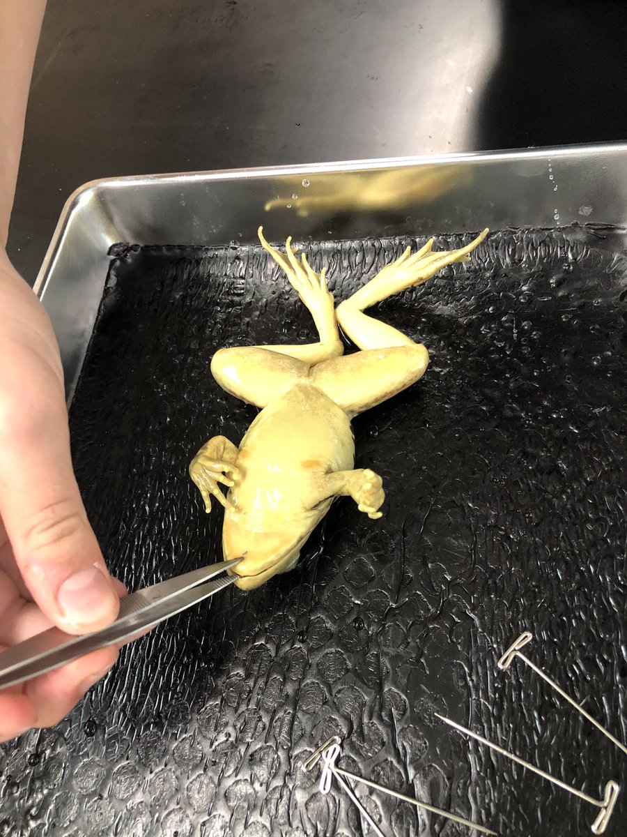 HeyMsCooper's tweet photo. #7thgrade #frogdissection #unleashcuriosity @DanielsonMiddle @lisdsecsci https://t.co/AkT99EzHsh