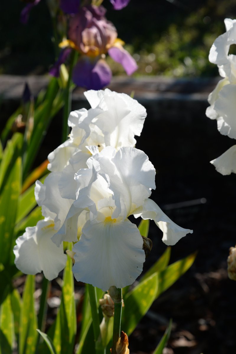 IrisUmbriaIt's tweet photo. Any colour, so long as it is white: the effect can be strikingly different according to which white iris you choose. Cliffs of Dover is a warm white, Frison Roche a cool, crisp white and Frost and Flame is enlivened with a bright orange beard. #anirisaday https://t.co/QjqXi6Uxfp