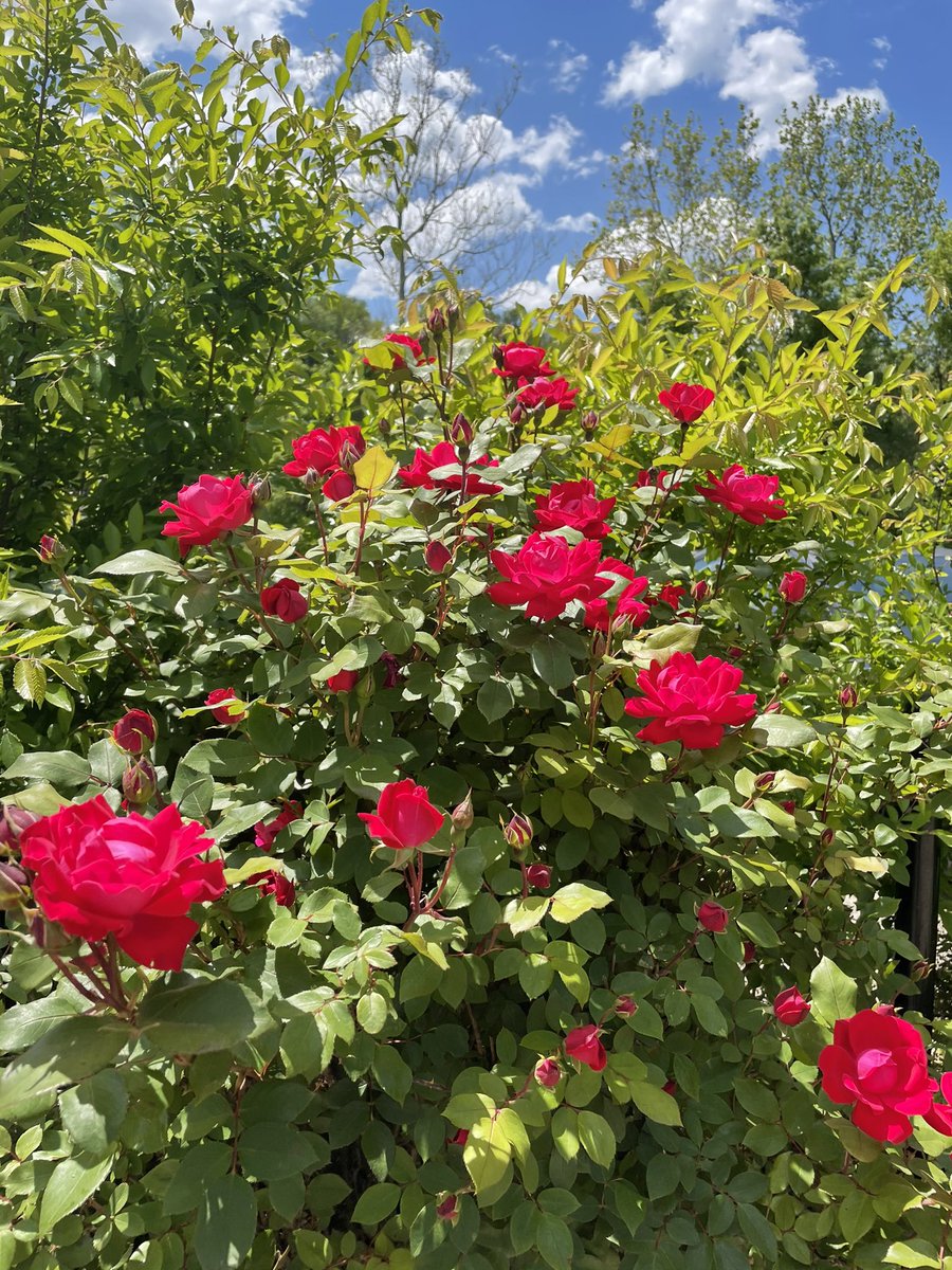 AngelicOraphim's tweet image. These natural beauties raised my vibration today 🌹☀️