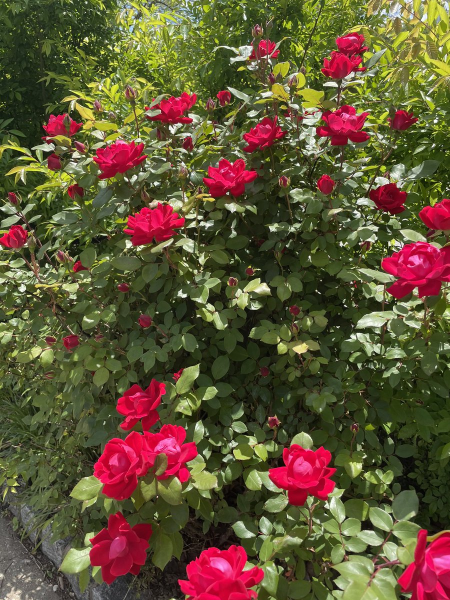 AngelicOraphim's tweet image. These natural beauties raised my vibration today 🌹☀️