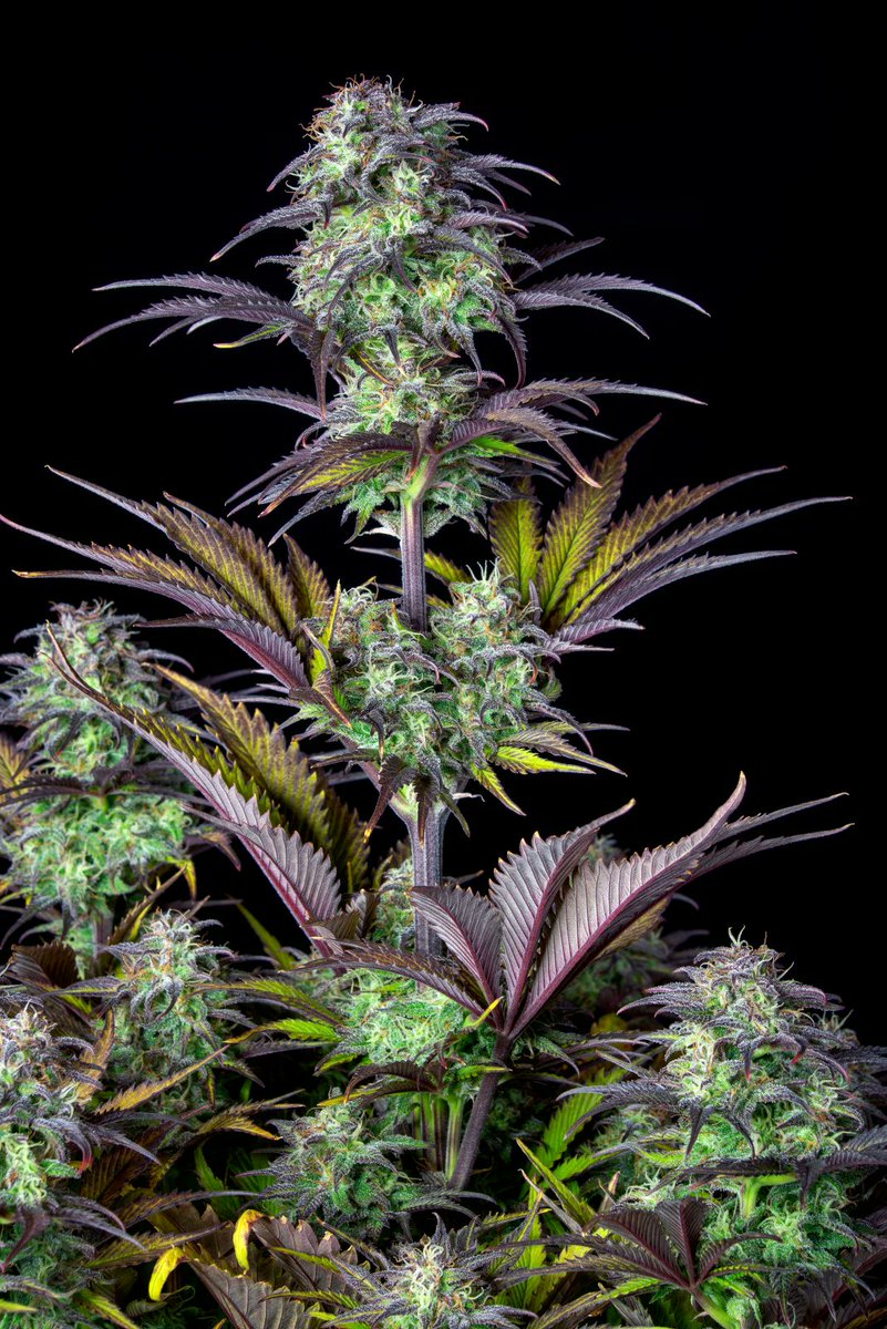 ApotForPotAff's tweet photo. Blueberry Auto 
with A pot for a pot anybody can grow amazing weed by simply adding water if you want to learn more click this link https://t.co/KibuHEiV2F

#WeedLover #weedstagram #weekend #gethigh https://t.co/aFvH2QhE15