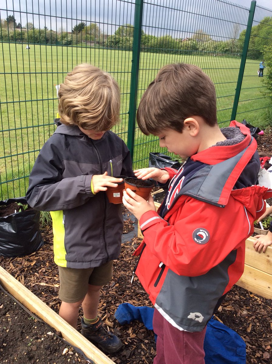 WillowClass_RE's tweet photo. Next we planted a variety of sunflowers and vegetables in our school garden 🌻🥕🌽🥒 https://t.co/y4wf3BKofF