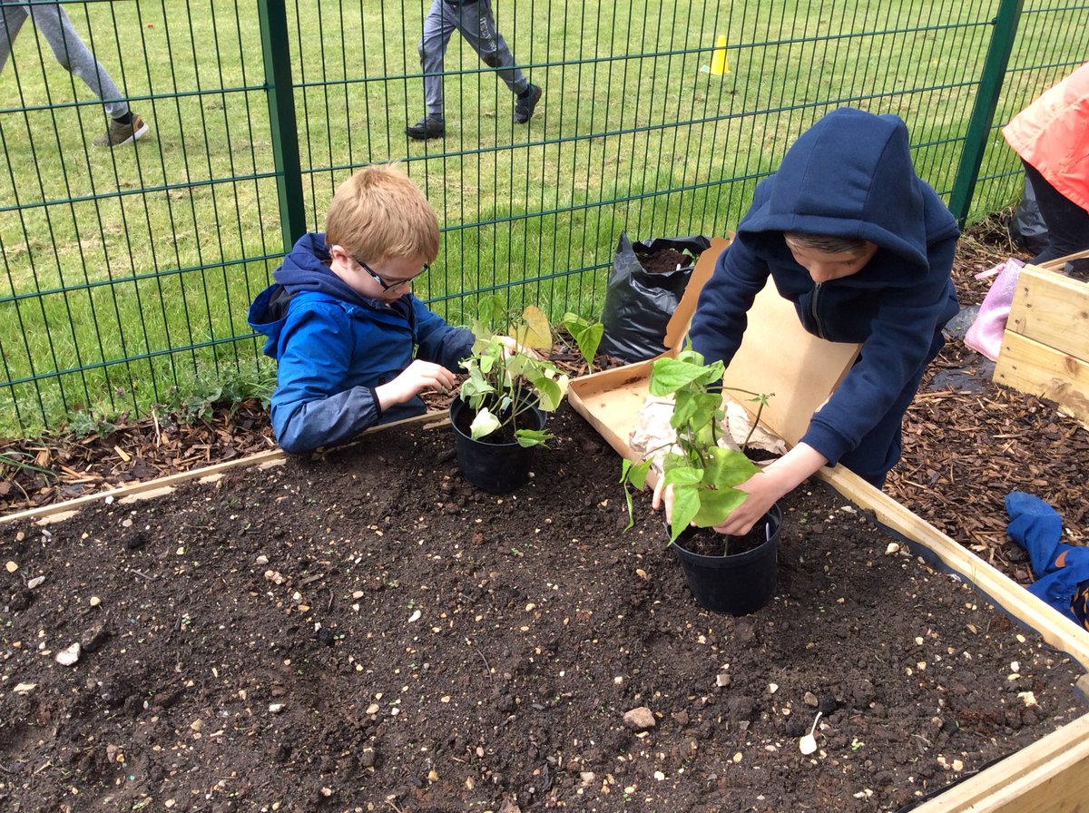 WillowClass_RE's tweet photo. Next we planted a variety of sunflowers and vegetables in our school garden 🌻🥕🌽🥒 https://t.co/y4wf3BKofF