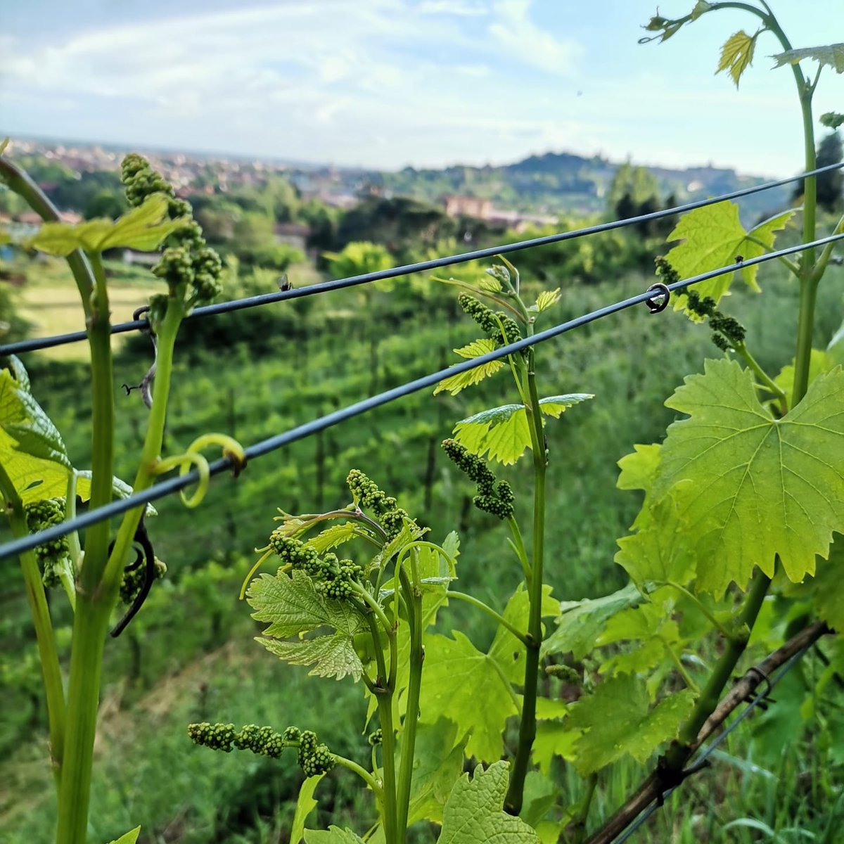 ValotaGabriele's tweet photo. Bergamo, 13 maggio 2021. 
Moscato di Scanzo
#Bergamo #viticolturabiologica #viticolturadiqualità #biologico #moscatodiscanzo #organicwine https://t.co/NsLiAXm57X