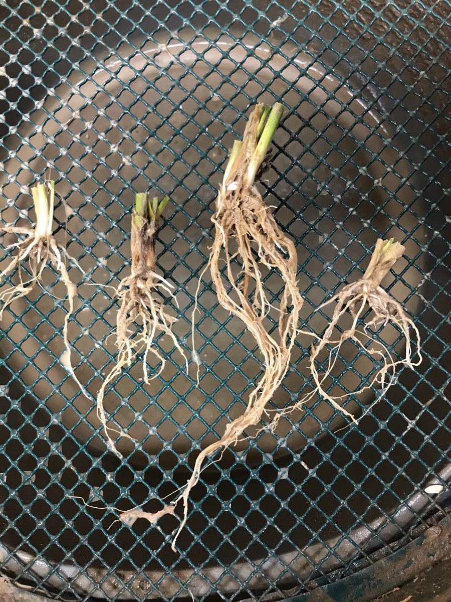 HillCourtFarm's tweet photo. @alexneason1 The muddiest roots by far 😁! Now carefully cleaned and drying in the oven, ready for analysis on Monday #squeekyclean #proteinprediction https://t.co/rQt4XLiCte