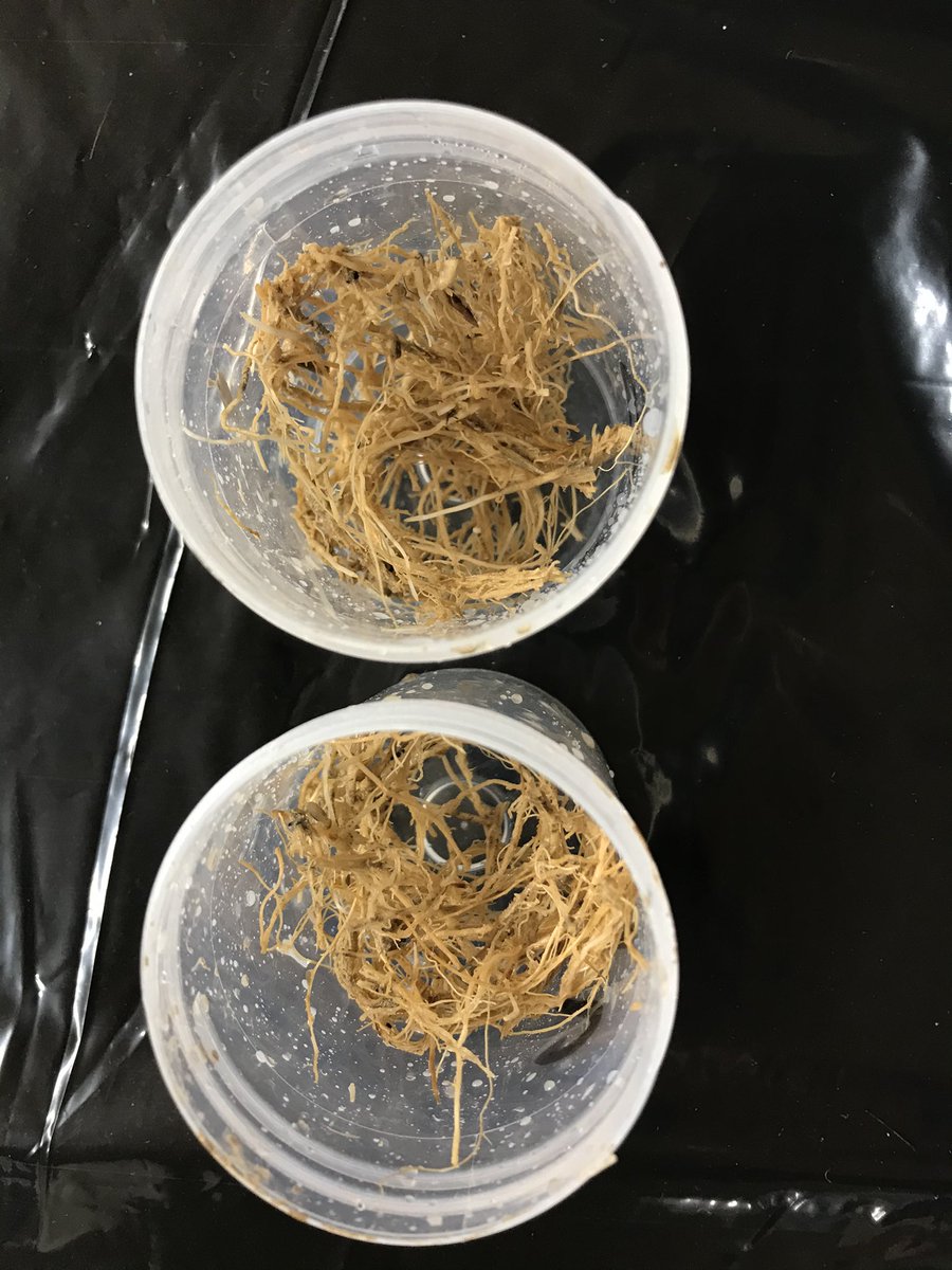 HillCourtFarm's tweet photo. @alexneason1 The muddiest roots by far 😁! Now carefully cleaned and drying in the oven, ready for analysis on Monday #squeekyclean #proteinprediction https://t.co/rQt4XLiCte