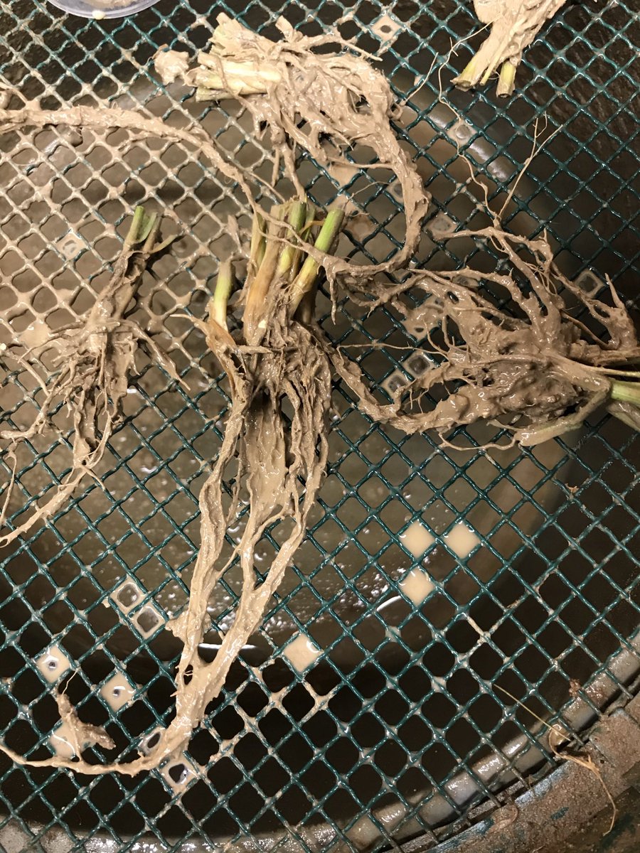 HillCourtFarm's tweet photo. @alexneason1 The muddiest roots by far 😁! Now carefully cleaned and drying in the oven, ready for analysis on Monday #squeekyclean #proteinprediction https://t.co/rQt4XLiCte