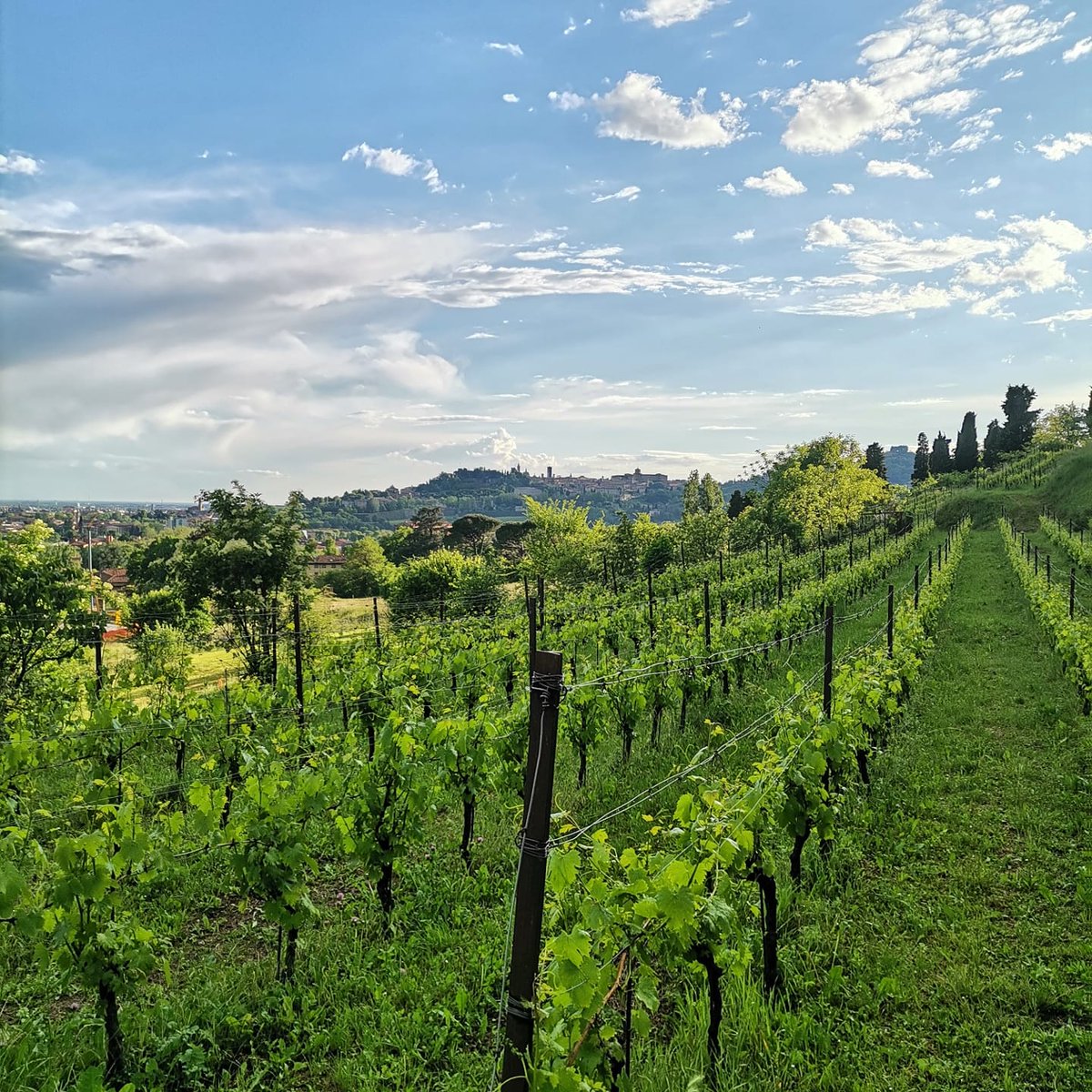 ValotaGabriele's tweet photo. Bergamo, 13 maggio 2021. 
Moscato di Scanzo
#Bergamo #viticolturabiologica #viticolturadiqualità #biologico #moscatodiscanzo #organicwine https://t.co/NsLiAXm57X