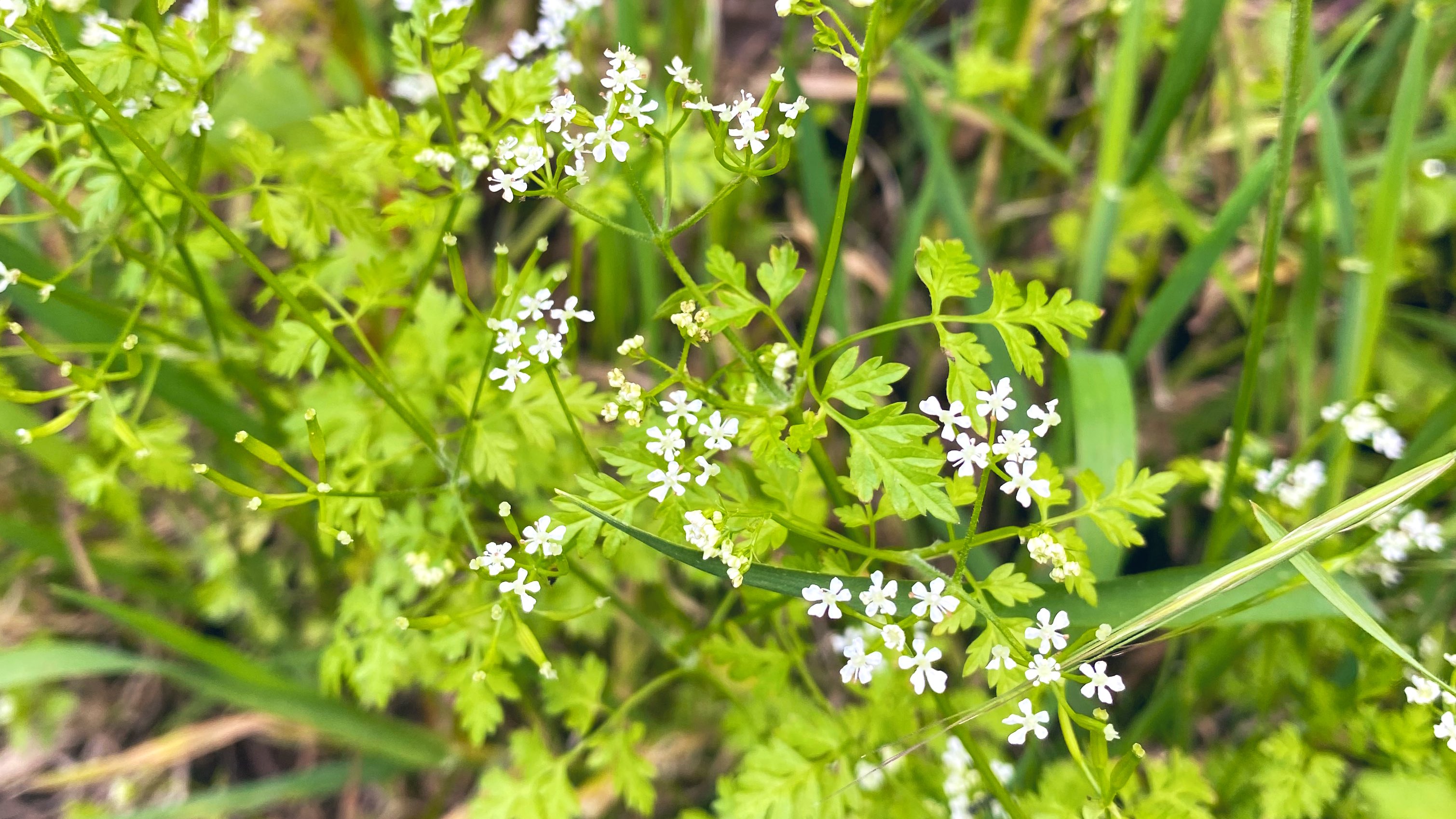 Lin フランスほっこり生活 散歩しながら食べれる ハーブと葉っぱとお花探し 1 セルフィーユ チャービル のお花 2 フレーズ デ ボワのお花 3 オルティ イラクサ 4 レモンバーム フランス France 散歩 T Co 1srvt2dswh Twitter