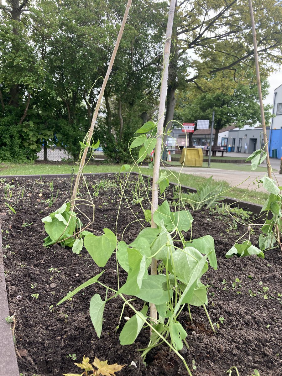 Mrs Smith (@mrssmithclifton) on Twitter photo After 4 weeks of watching these little beauties germinate, today we planted them in the school veg patch! <a href="/CliftonPrim/">CliftonPrimary</a> <a href="/SportAtClifton/">Mr Lamprey</a> <a href="/The_RHS/">The RHS</a> <a href="/TheMontyDon/">Monty Don</a> <a href="/GWandShows/">BBC Gardeners World</a> After 4 weeks of watching these little beauties germinate, today we planted them in the school veg patch! <a href="/CliftonPrim/">CliftonPrimary</a> <a href="/SportAtClifton/">Mr Lamprey</a> <a href="/The_RHS/">The RHS</a> <a href="/TheMontyDon/">Monty Don</a> <a href="/GWandShows/">BBC Gardeners World</a>