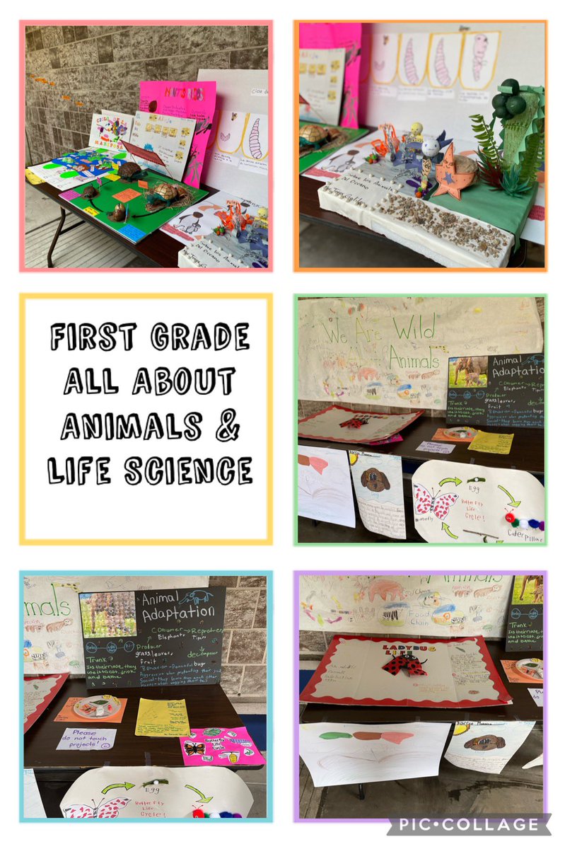 DanitraArredon1's tweet photo. @PetersenHISD first grade scholars created some very cool life science projects all about animals! I learned so much by reading their projects!! Job well-done, first grade!! 👏🏽
🐞🐛🐢🐋🦋
#ThisIsPetersen #Science @DonelleWilliams @Twilli27Tiffany https://t.co/XfO82n7qiQ