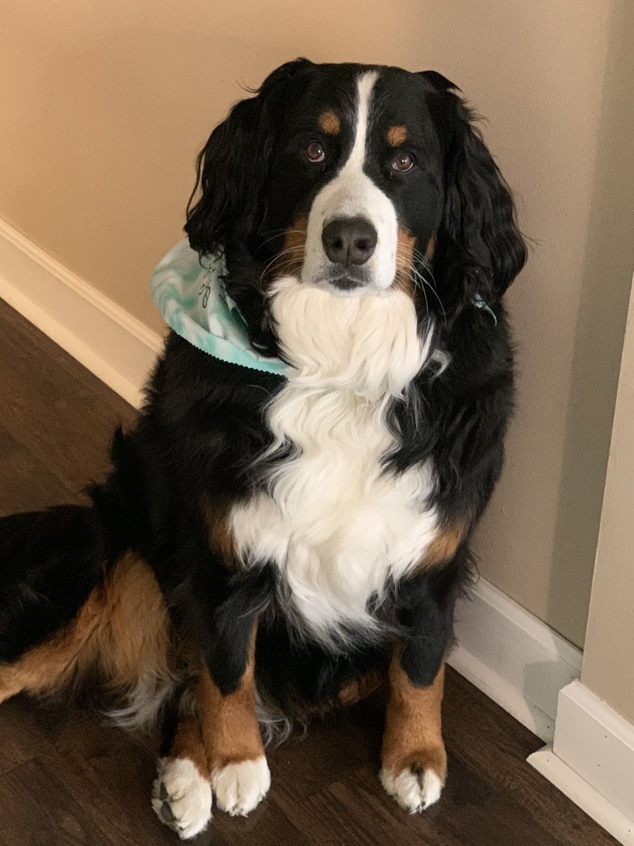 RochesterKey's tweet image. Our honorary Key Club member, Angel, wants to wish all the seniors an amazing last day of high school! She will carry on your Key Club legacy for you💙💙