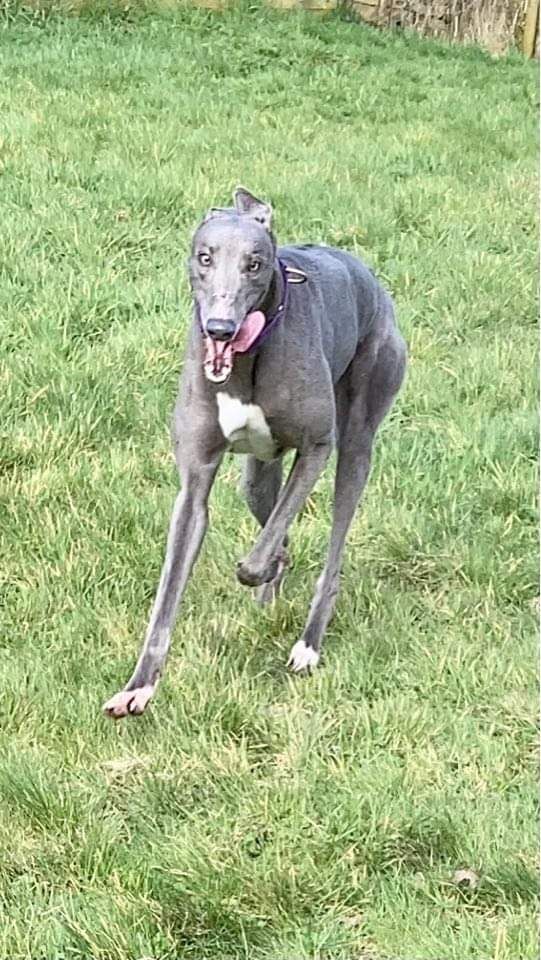 NWDogRescue's tweet photo. Please RT my details and help me find a new furever home 🐾
https://t.co/15eC54oosJ https://t.co/VP9zj6pe85