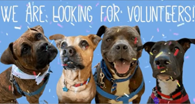 ANIMAL LOVERS! We are excited to be welcoming new dogs to our rescue in the coming months, which means we'll need more help. If you are an experienced dog handler interested in spending time with some amazing animals, please email us - orientation@sammyshope.org.

#SammysHopeLove