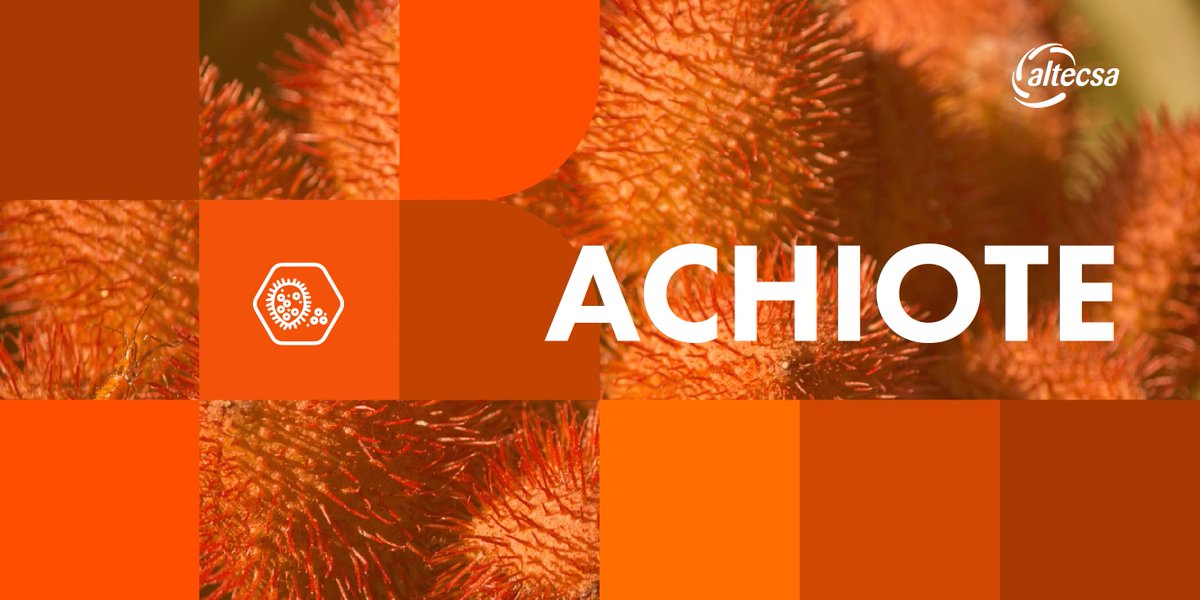 AltecsaIngred's tweet photo. Uno de los ingredientes naturales con los que más trabajamos, es el #Annatto, también conocido localmente como #Achiote. Sus semillas, contienen el #principioactivo que nos permite desarrollar tonos amarillos, naranjas y rojos. 

#colorantesnaturales #coloryciencia #colornatural https://t.co/HXBcPZLluo