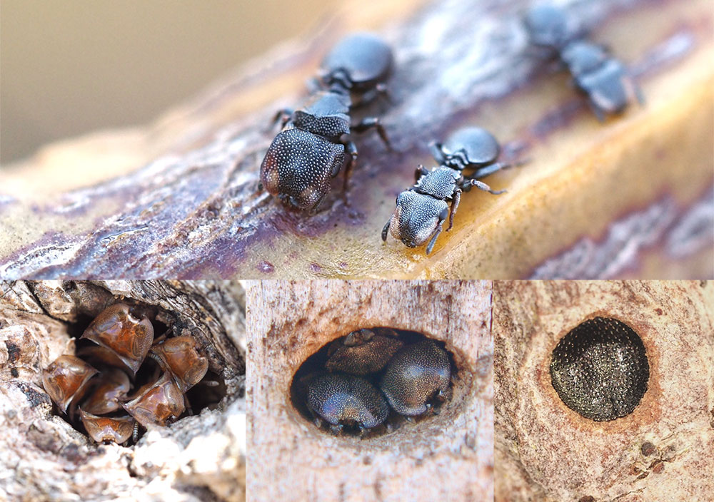 What does an #ant colony have in common with a chess set? Read more in David's new #StudentBlog post about the #evolution of turtle ant soldiers' armored heads, discussing recent work by @ShaunaLPrice @Scott_Powell_ and @DanielKronauer hmcbee.blogspot.com/2021/05/two-st… @harveymudd