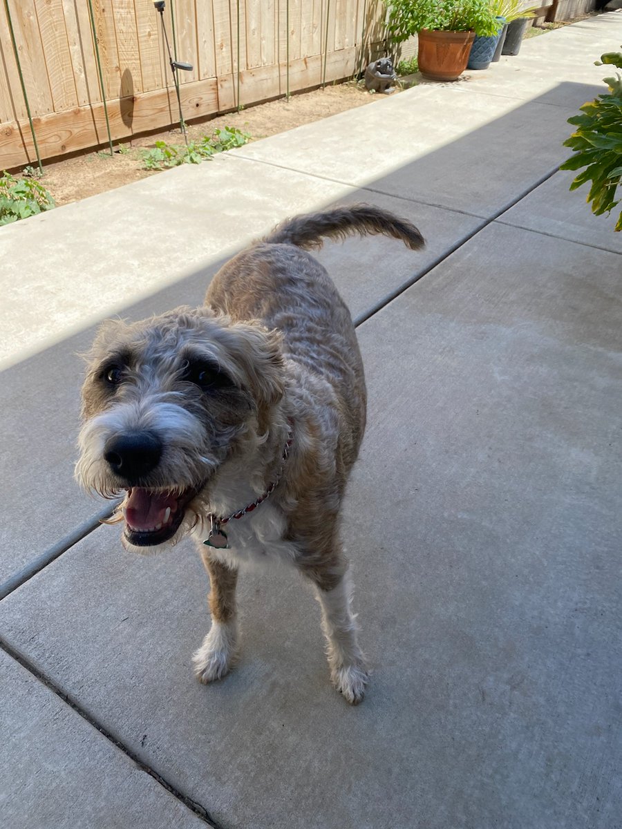 It's Furry Friend Friday!!! Pyewacket wishes a wonderful weekend for all you <a href="/atwaterfalcons/">Atwater High School</a>! #FalconStrong #ChooseKindness #CharacterCountsEverywhereAlltheTime