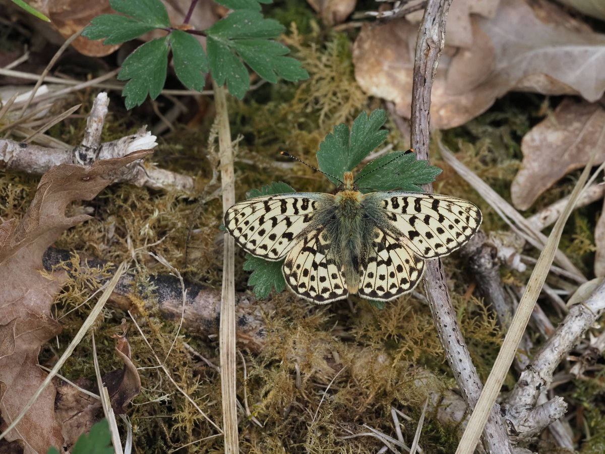 MatthewOates76's tweet photo. Diary 14/5/21: Damp night, dull morning, balmy sun from 2.15, dulling at eventide. Pearl-bordered Fritillary coming out strongly, including a white one (Ab. Pallida) and a straw-coloured one (Ab. Stramineus), doubling my life tally of PBF aberrations! https://t.co/OVQOIcZLOy