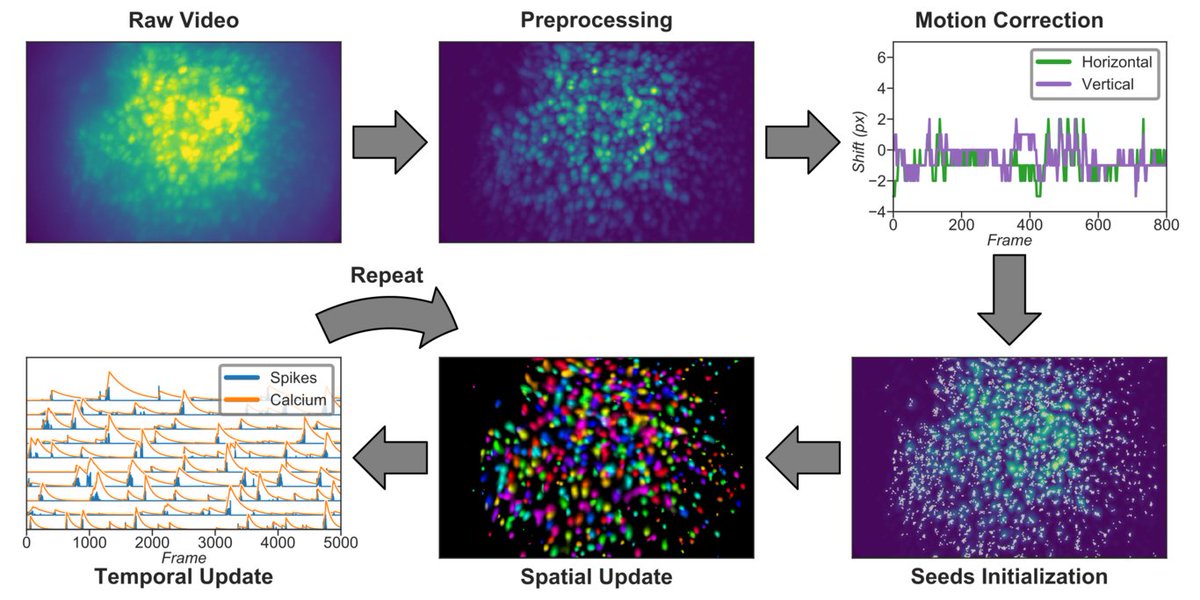 denisejcai's tweet image. Check out #Minian, our new open-source #miniscope analysis pipeline to enhance accessibility, transparency and usability for single-photon calcium-imaging analysis! (developed by #PhilDong, @MiniscopeTeam)
preprint: biorxiv.org/content/10.110…
github repo: github.com/DeniseCaiLab/m…