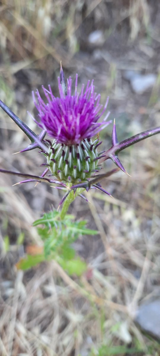 Adıyaman yer örtüsünden "yavan kenger" (Notobazis syriaca)