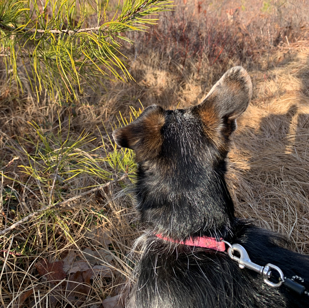 RedbrookHomes's tweet photo. Meet Sadie and her older sister Zumba. 🐾 

These active siblings love exploring the many nature trails 🌲 around their neighborhood and new home at #Redbrook. 

#homeatredbrook #purelyplymouth #redbrookpets #redbrook https://t.co/Ynw0TNcEEL